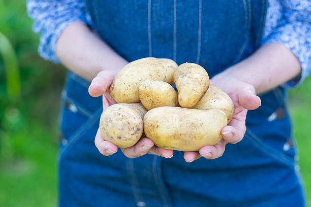 عرضه سیب زمینی شیرین با کیفیت و ممتاز